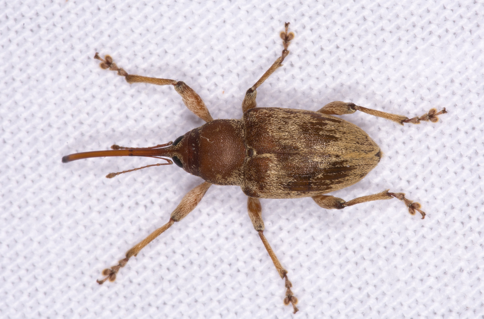 Curculio propinquus - halvány zsuzsóka