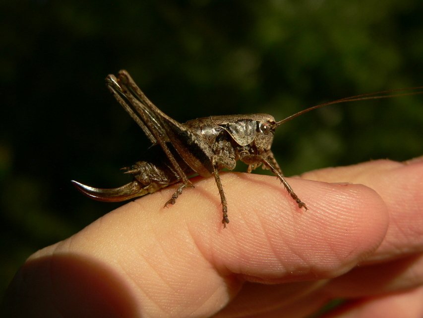 Pholidoptera griseoaptera - szürke avarszöcske