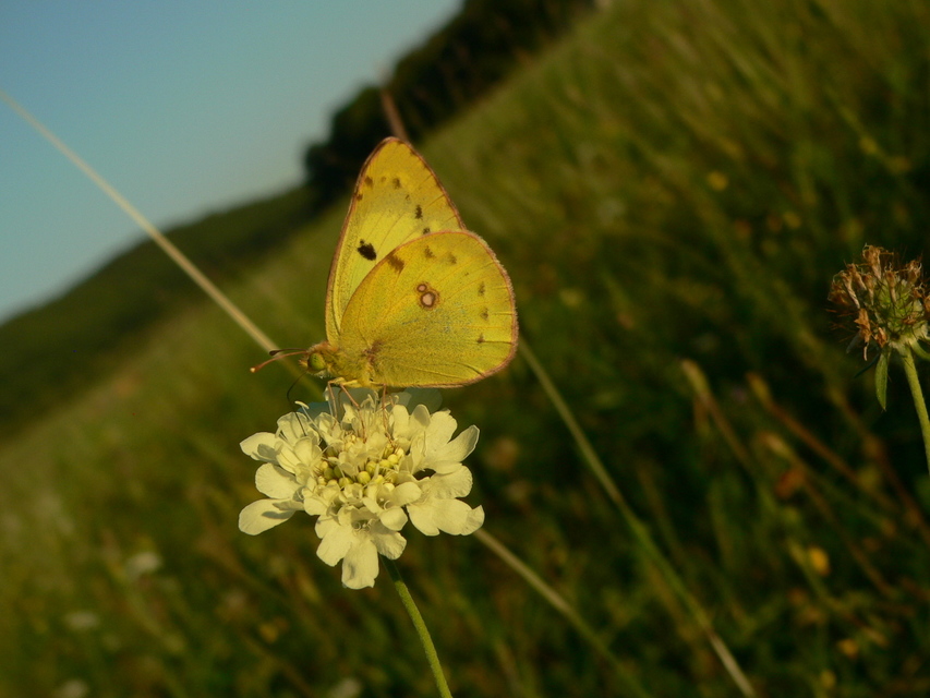 Colias erate - csángó-kéneslepke