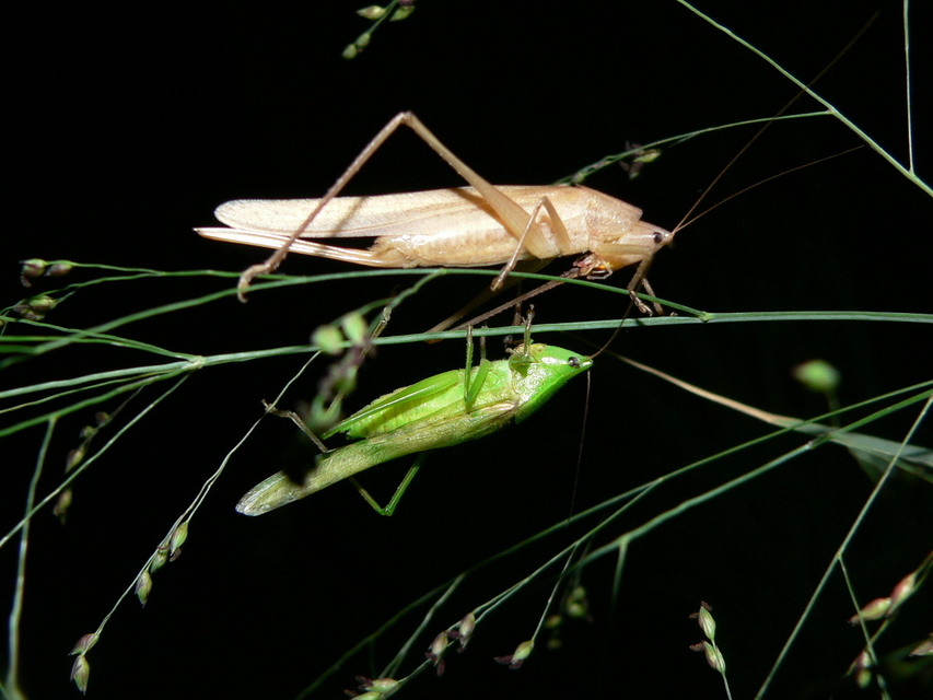 Ruspolia nitidula - nagy kúpfejűszöcske