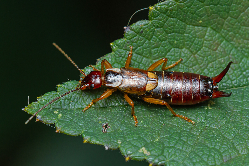 Forficula auricularia - közönséges fülbemászó
