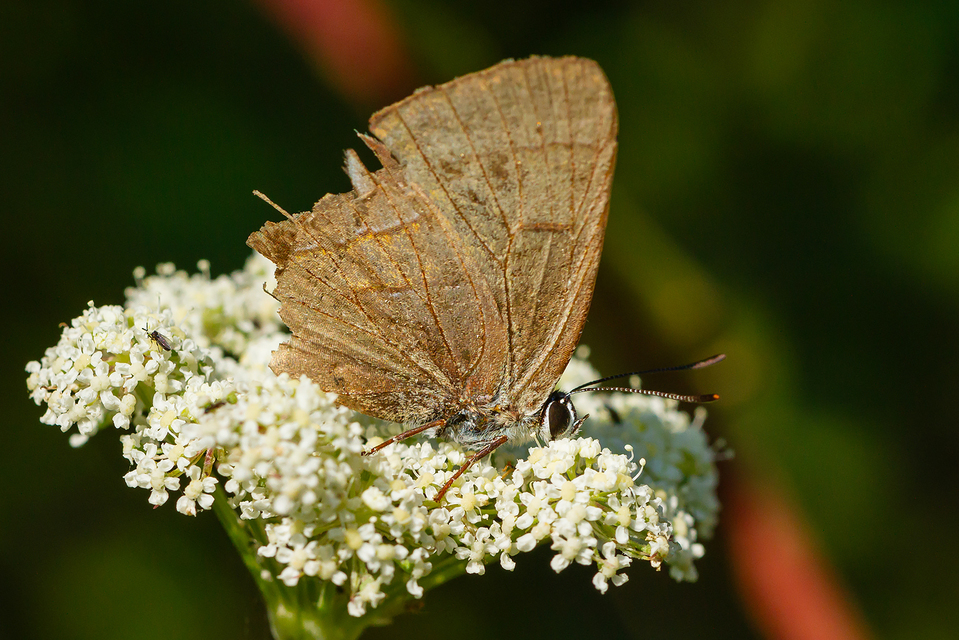 Thecla betulae - nyírfalepke