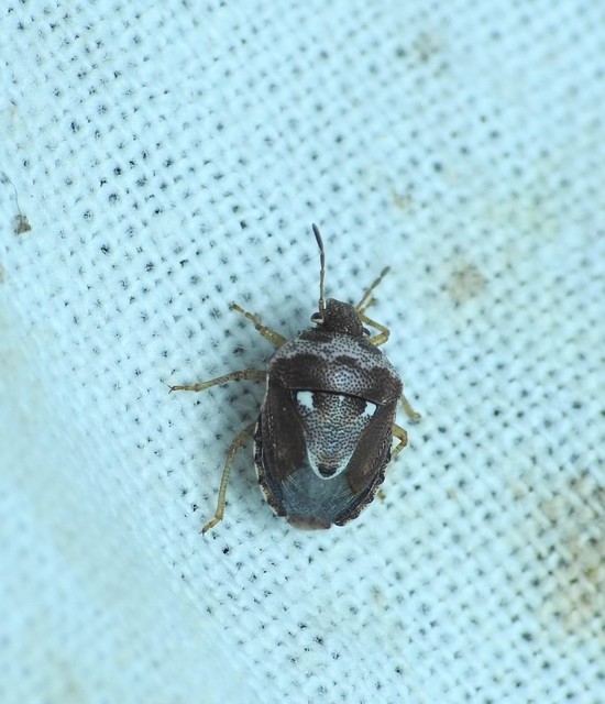 Stagonomus bipunctatus - kétpettyes címerespoloska Stagonomus bipunctatus - kétpettyes címerespoloska