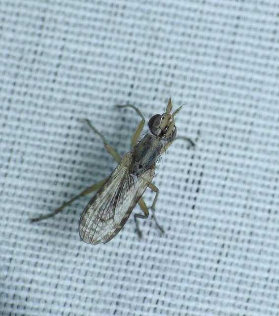 Diptera - Kétszárnyúak