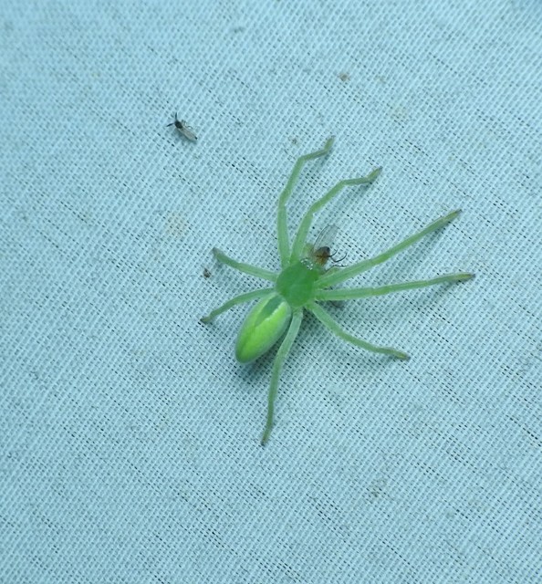 Micrommata virescens - hunyópók