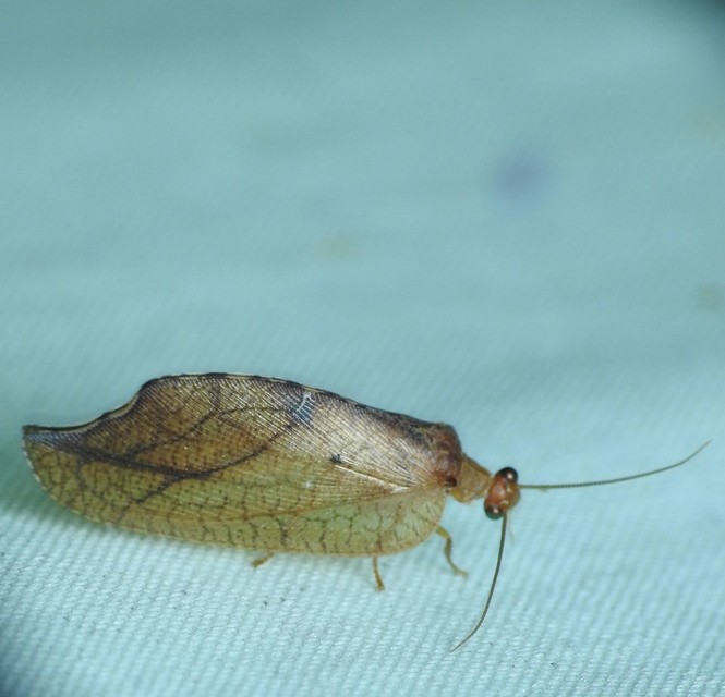 Drepanepteryx phalaenoides