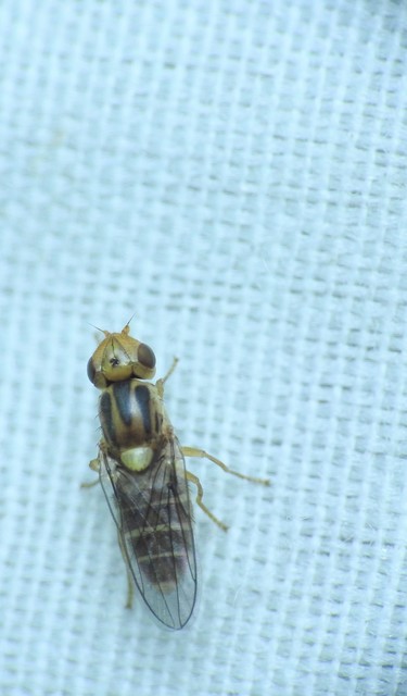 Diptera - Kétszárnyúak