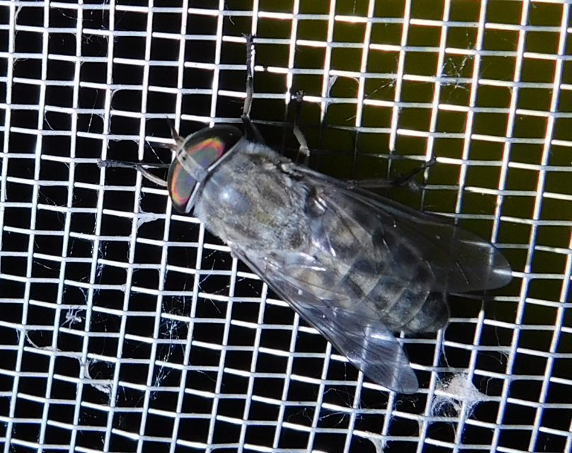 Tabaninae