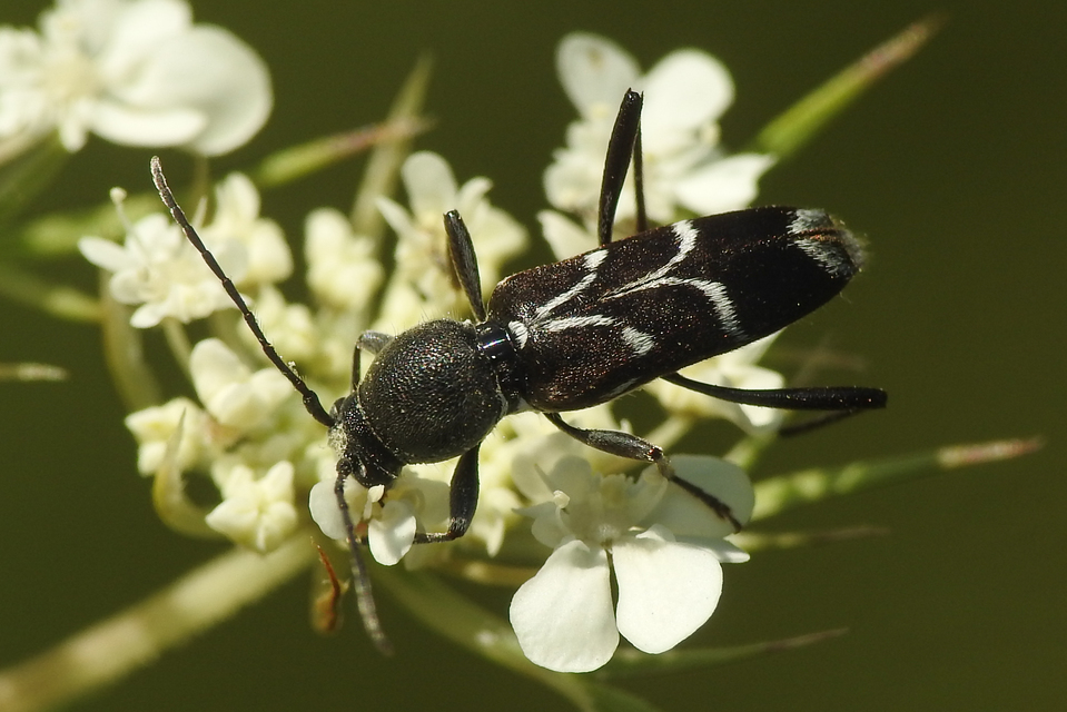 Chlorophorus sartor - feketevállú darázscincér