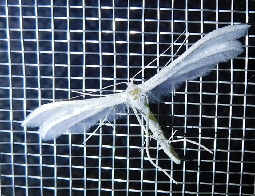 Pterophorus pentadactyla - fehér tollasmoly