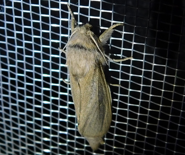 Phragmataecia castaneae - nádfúrólepke