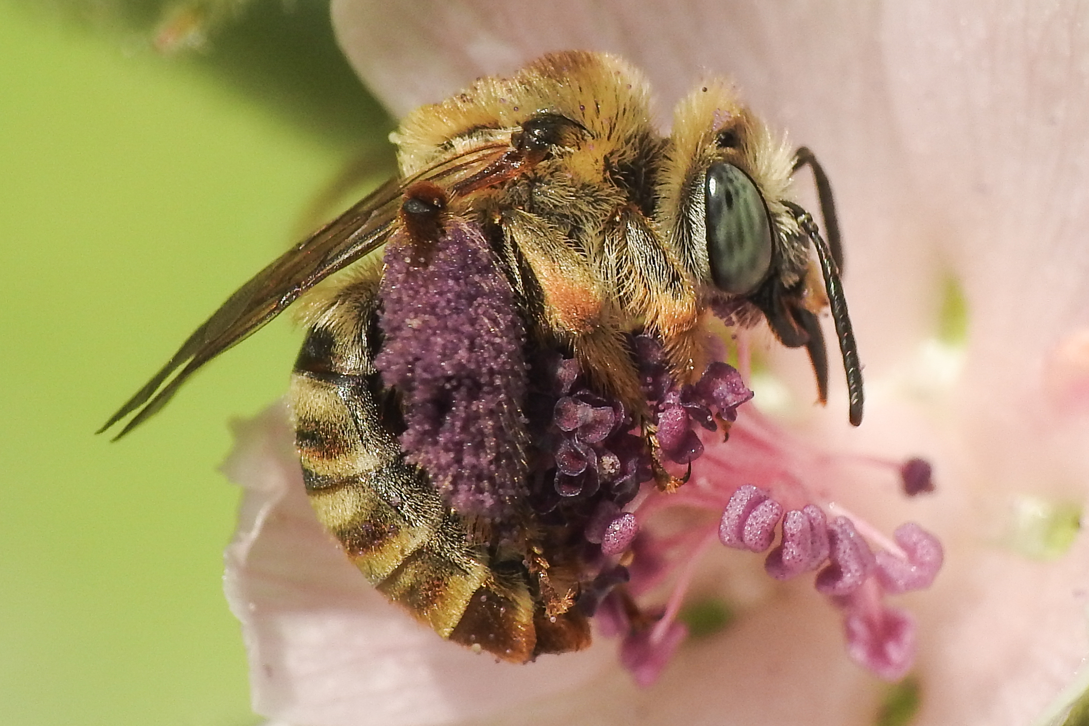 Tetralonia malvae