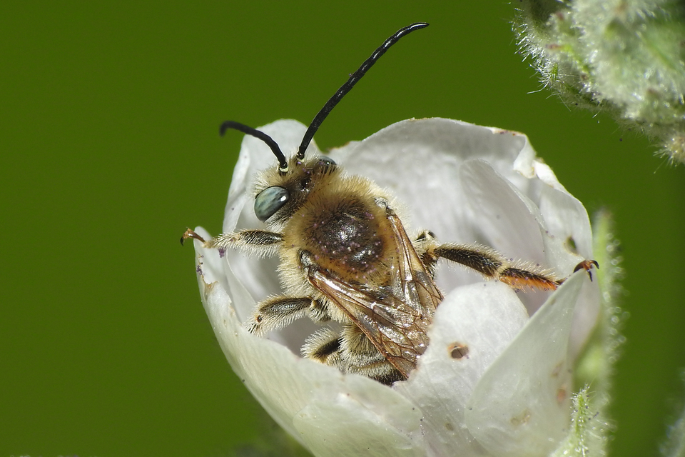 Tetralonia malvae