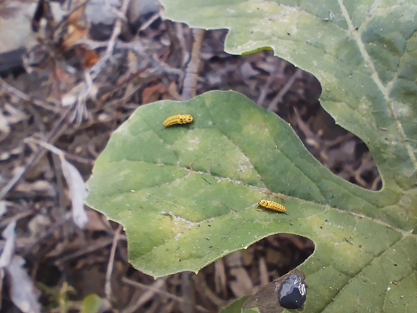 Psyllobora vigintiduopunctata - huszonkétpettyes katica