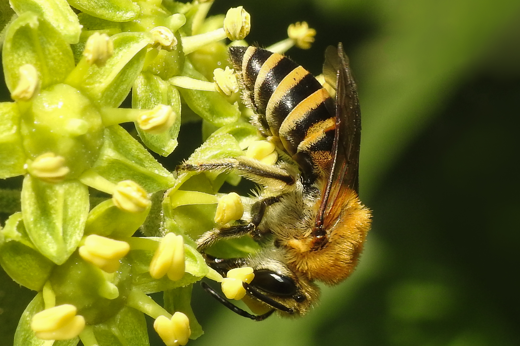 Colletes hederae