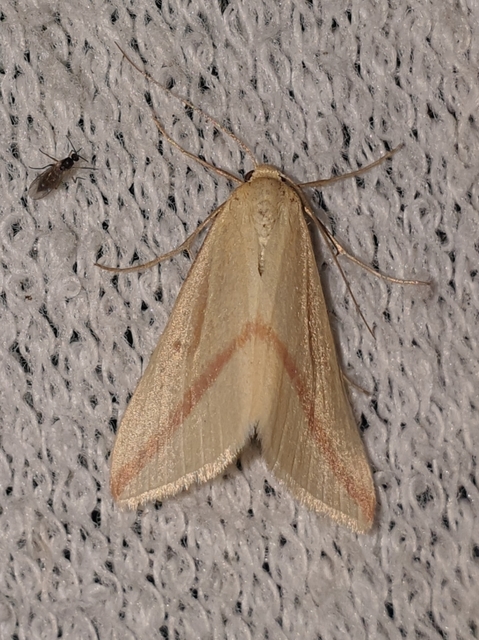 Rhodometra sacraria - rózsacsíkos araszoló