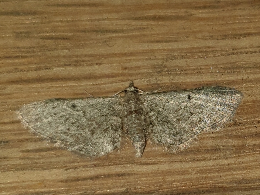 Eupithecia tenuiata - sötétszegélyű törpearaszoló