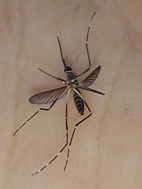 Aedes