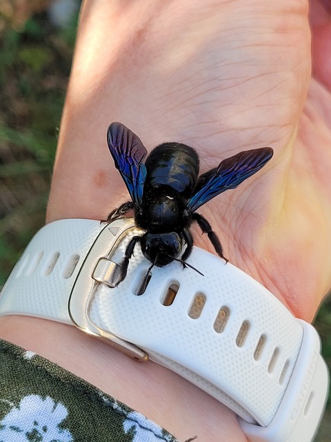 Xylocopa