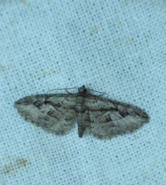 Eupithecia ericeata - feketefenyő-törpearaszoló