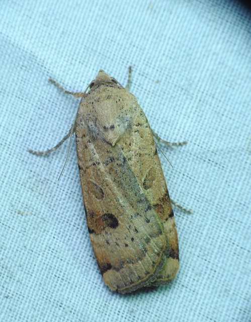 Noctua interposita - köztes sárgafűbagoly