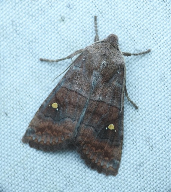 Eupsilia transversa - holdacskás télibagoly