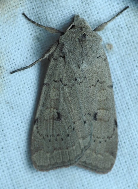 Xestia castanea michaeli - csarabos fűbagoly
