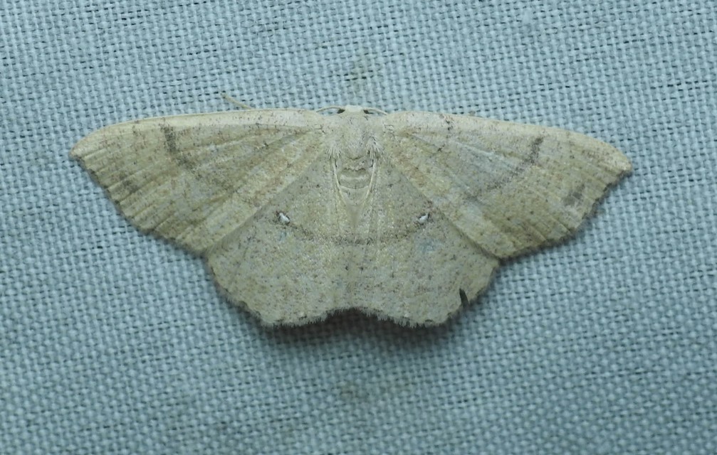 Cyclophora ruficiliaria - vörösrojtú pettyesaraszoló