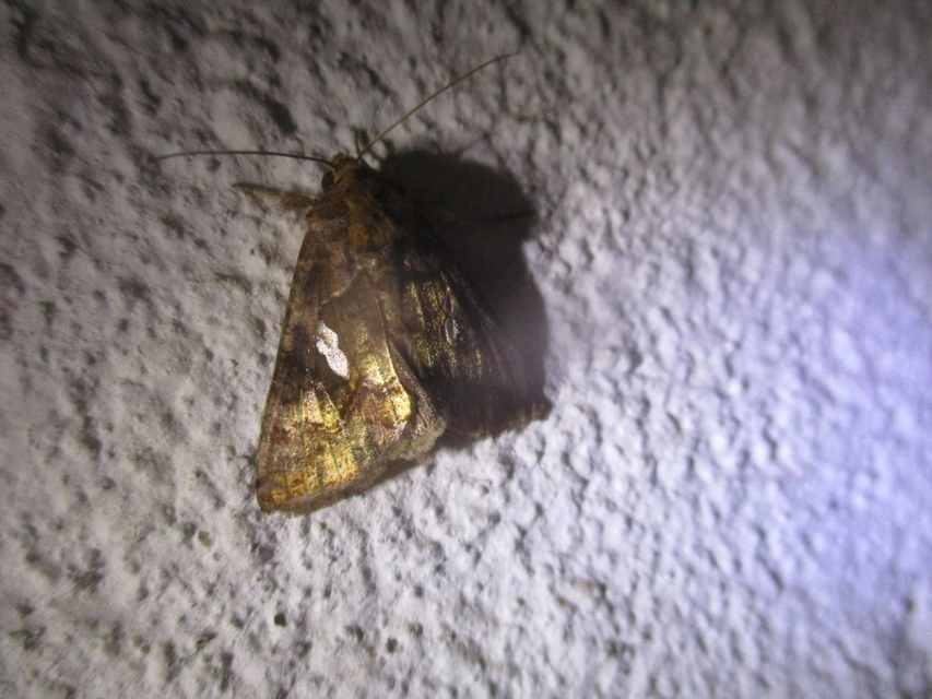 Chrysodeixis chalcites - déli aranybagoly