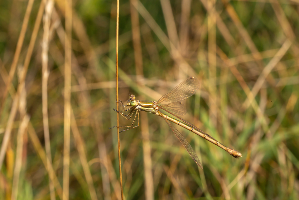 Lestes barbarus - foltosszárnyjegyű rablószitakötő