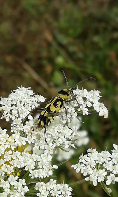 Chlorophorus varius - díszes darázscincér