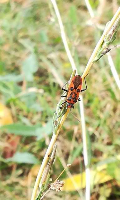 Corizus hyoscyami - piros karimáspoloska