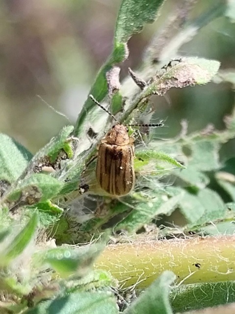 Ophraella communa - parlagfű-olajosbogár