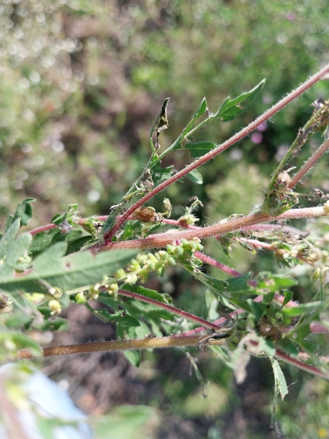 Ophraella communa - parlagfű-olajosbogár