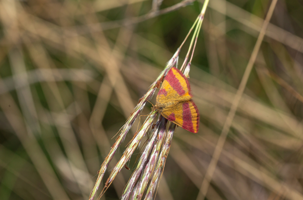 Lythria cruentaria - bíborcsíkos araszoló
