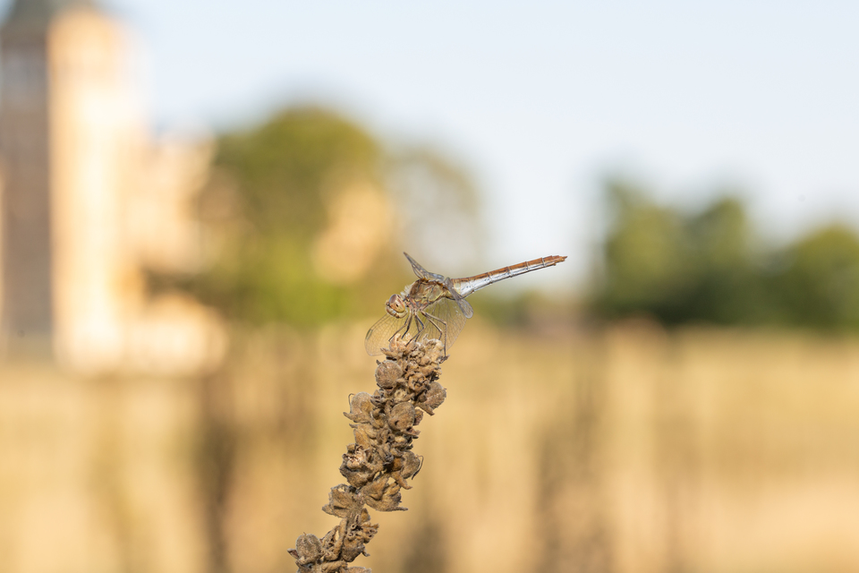 Sympetrum meridionale - fakó katona-szitakötő