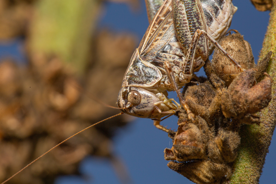 Platycleis affinis - púposhasú rétiszöcske