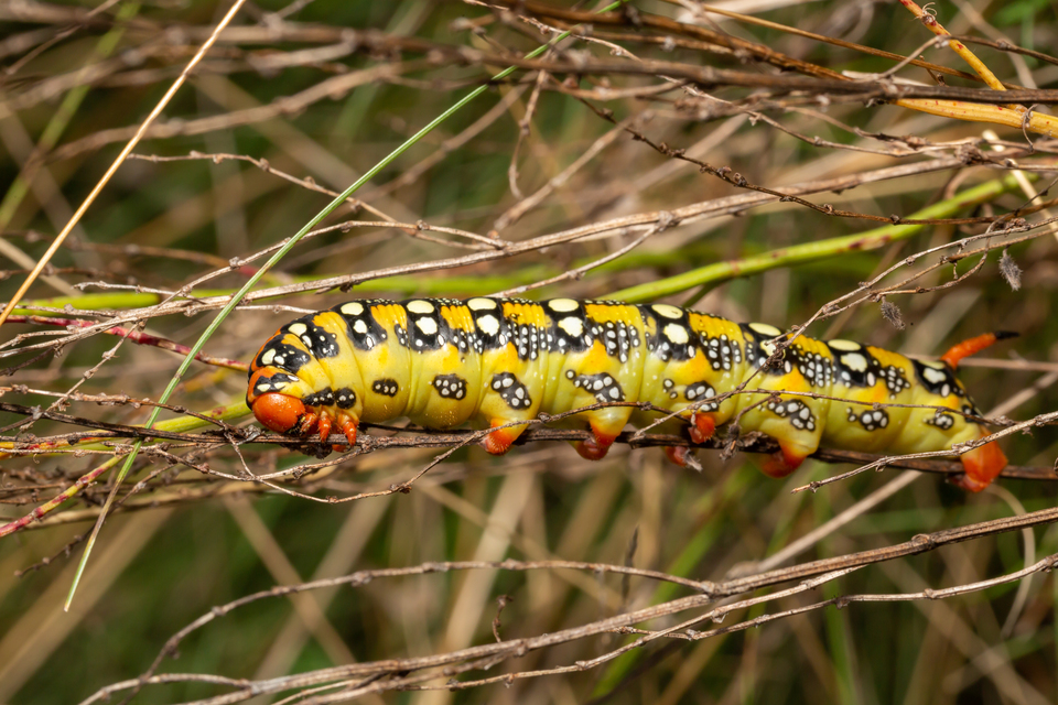 Hyles euphorbiae - kutyatejszender