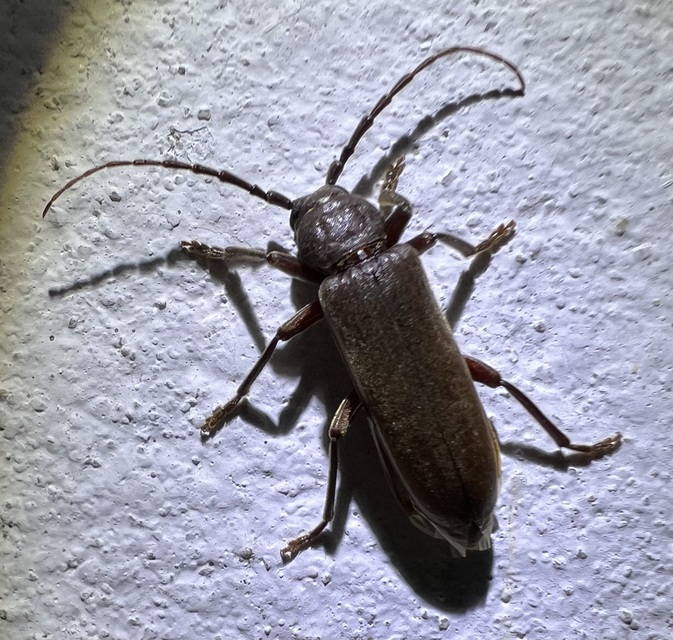 Arhopalus rusticus - gödrösnyakú cincér