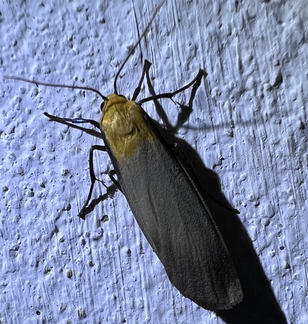 Lithosia quadra - négypettyes zuzmószövő