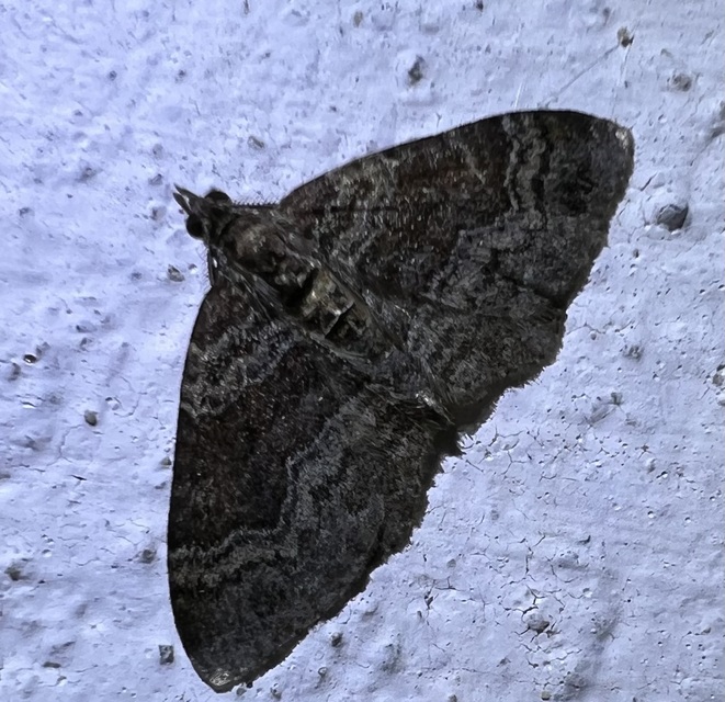 Xanthorhoe spadicearia - sávos tarkaaraszoló