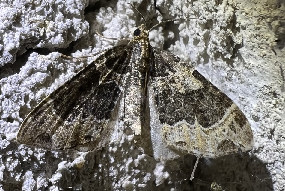 Ecliptopera silaceata - barna tarkaaraszoló