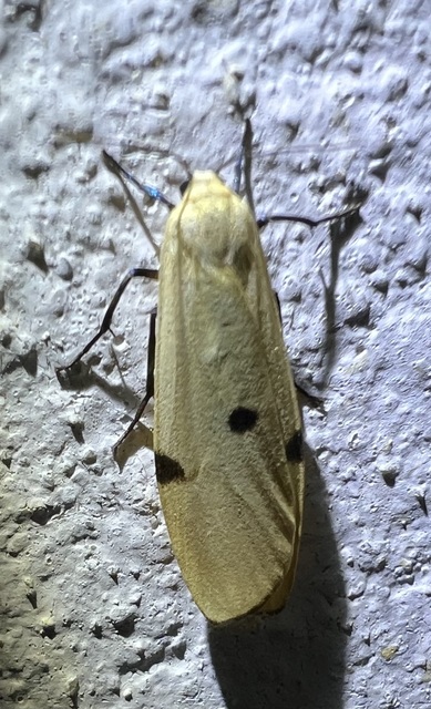 Lithosia quadra - négypettyes zuzmószövő