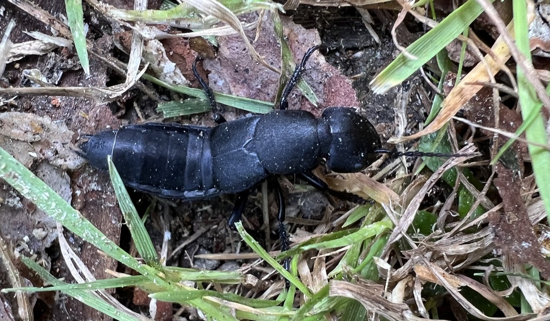 Ocypus ophthalmicus - kék holyva