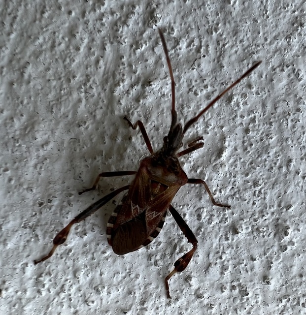 Leptoglossus occidentalis - nyugati levéllábú poloska