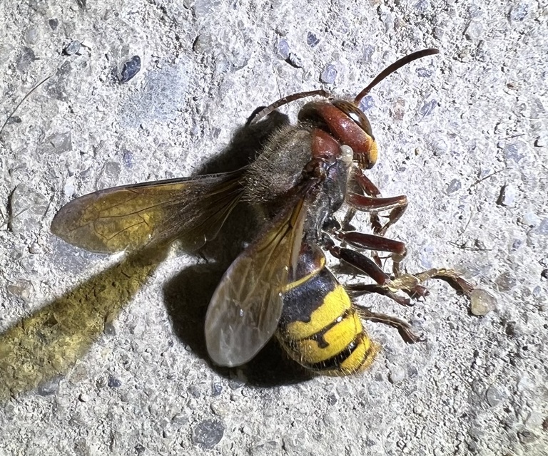 Vespa crabro - lódarázs