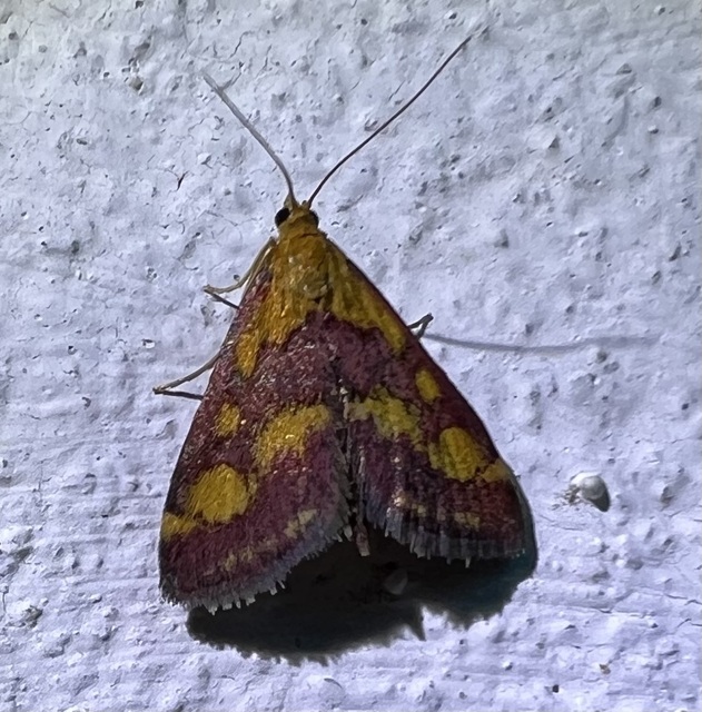 Pyrausta purpuralis - közönséges bíbormoly