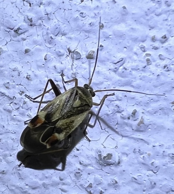 Polymerus Polymerus
