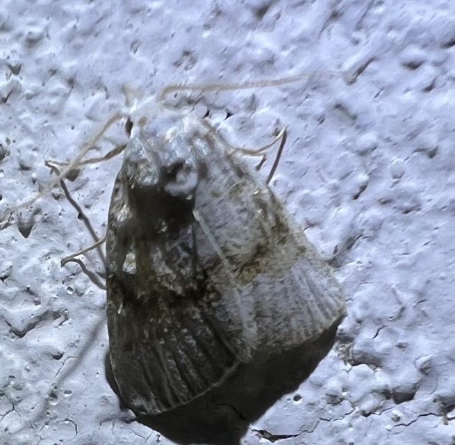 Meganola albula - fehér pamacsosszövő
