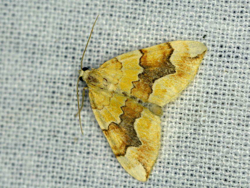 Cidaria fulvata - rózsaaraszoló